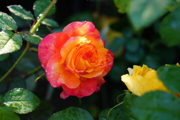 orange rose flower