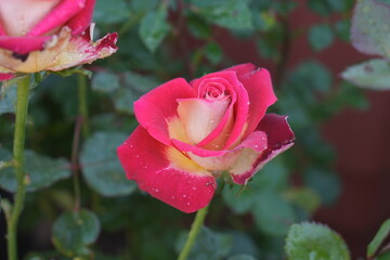 Obraz premium pink tulip in garden