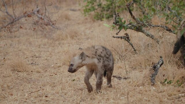 Two spotted hyenas walking through an open plain in Kruger National Park, South Africa, young child plays and explores
