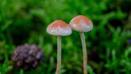 Delicate Mushrooms Growing in Lush Greenery