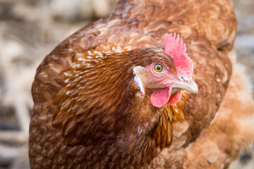 close up of free range chicken foraging