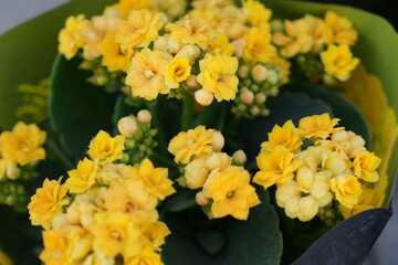 yellow flowers in the garden