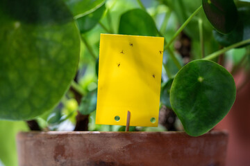 Fungus gnats stuck on yellow sticky trap closeup. Non-toxic flypaper for Sciaridae insect pests...