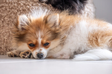 A small, fluffy dog resting comfortably on a cozy surface in a modern living room setting during the afternoon
