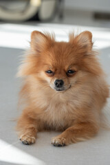 A fluffy Pomeranian relaxing peacefully on a bright indoor floor in the afternoon sunlight