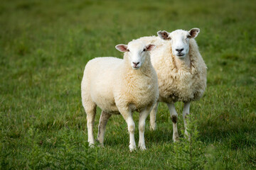 Obraz premium mother sheep and her lambs in lush green grassy field