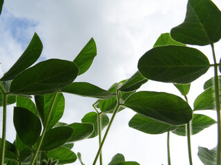 Growing soybeans in natural conditions, plants with flowers and beans
