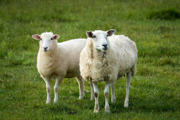 mother sheep and her lambs in lush green grassy field