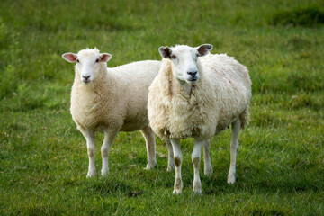 mother sheep and her lambs in lush green grassy field