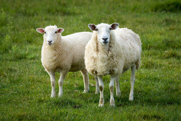 Fototapeta premium mother sheep and her lambs in lush green grassy field