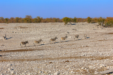 Zebras leaving the water hole in a row back to the bushes
