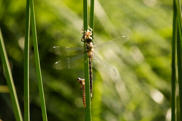 Libelle am Teich