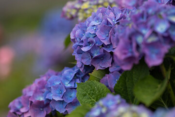 blaue Bauernhortensien