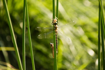 Libelle am Teich