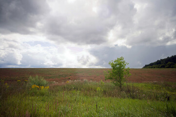 Fototapeta premium Field after harvesting grain on a cloudy day