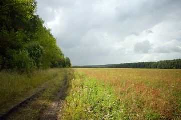 Obraz premium Field after harvesting grain on a cloudy day