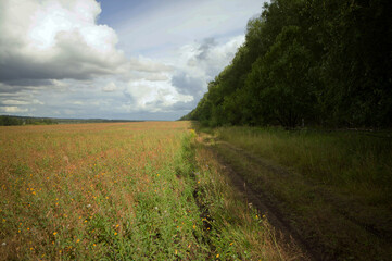 Field after harvesting grain on a cloudy day