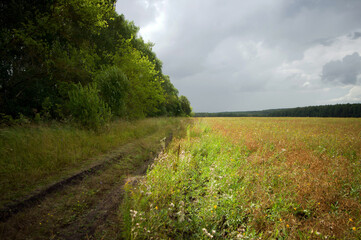 Field after harvesting grain on a cloudy day