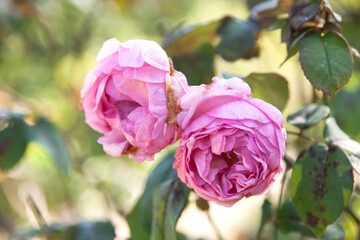 Rosa Rose, alte Sorte