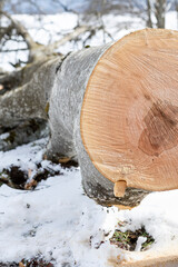 Coupe découpe de bois de chauffage palette bucheron