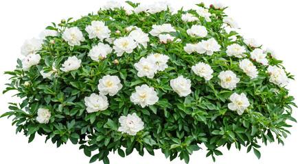 Lush white peonies blooming in vibrant greenery