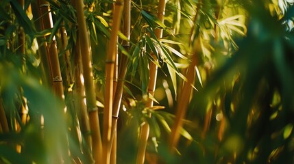 Golden Bamboo Stalks and Lush Green Leaves