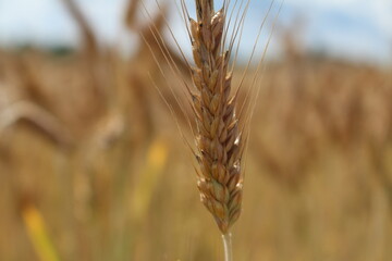 ears of wheat