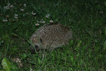 hedgehog in the grass