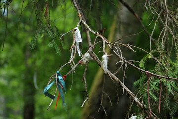 dragonfly on a twig