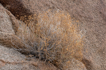 Pleurocoronis pluriseta is a species of flowering plant in the family Asteraceae, bush arrowleaf. Cottonwood Mountains . Colorado Desert section of the Sonoran Desert. Joshua Tree National Park, Calif
