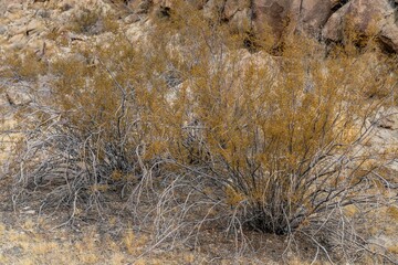 Larrea tridentata, called creosote bush and greasewood as a plant, chaparral as a medicinal herb, Cottonwood Mountains . Colorado Desert section of the Sonoran Desert. Joshua Tree National Park