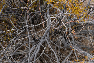 Larrea tridentata, called creosote bush and greasewood as a plant, chaparral as a medicinal herb, Cottonwood Mountains . Colorado Desert section of the Sonoran Desert. Joshua Tree National Park