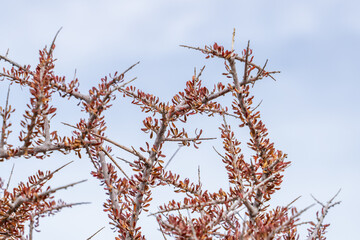 Tetracoccus hallii, family Picrodendraceae, Hall's shrubby-spurge[1] and Hall's tetracoccus. Cottonwood Mountains . Colorado Desert section of the Sonoran Desert. Joshua Tree National Park, California