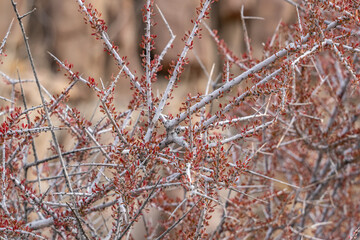 Tetracoccus hallii, family Picrodendraceae, Hall's shrubby-spurge[1] and Hall's tetracoccus. Cottonwood Mountains . Colorado Desert section of the Sonoran Desert. Joshua Tree National Park, California