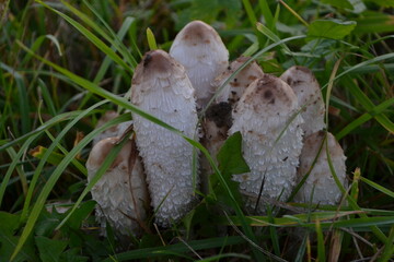 mushroom in grass