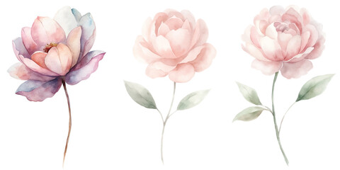 Three flowers are shown in a watercolor painting