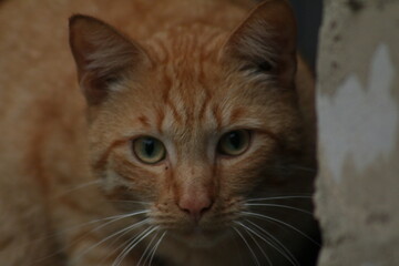 portrait of a cat