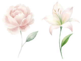Two flowers, one pink and one white, are shown side by side