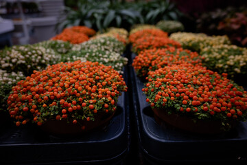 Nertera granadensis, coral bead plant and pin-cushion plant coral moss, English baby tears as a concept of eco plants for home. Eco friendly life with indoor plants. Orange, white berries green moss