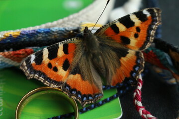 butterfly on a flower