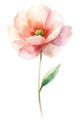 A watercolor painting of a pink flower with a green stem