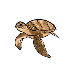 Naklejka premium A slow, wild turtle glides on the water, its brown shell contrasting against the white background