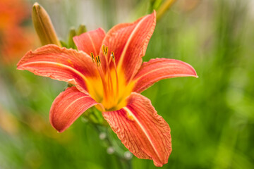 Orange lily flower