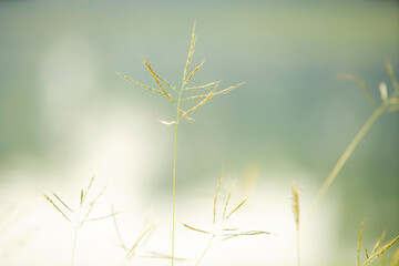 Obraz premium Delicate Grass Blades Against Soft Blurred Background Aesthetic