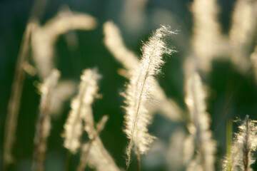 Fototapeta premium Soft Focus on Delicate Grass Stalks Bathed in Warm Sunlight