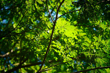 Lush Green Leaves with Bright Sunlight Filtering Through Trees