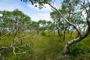 Lush Green Landscape with Twisted Trees in Natural Wilderness Scene