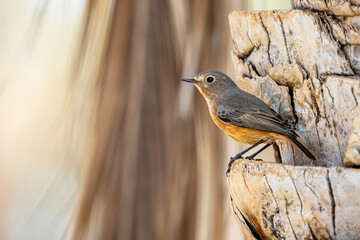Common redstart, Phoenicurus phoenicurus, Tunisia
