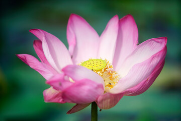 Obraz premium Pink Lotus Flower Blooming Over Green Water Surface in Natural Light