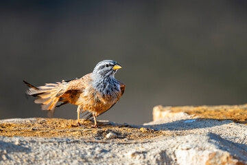 House bunting, Emberiza sahari,  Tunisia